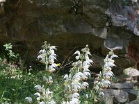 Salvia argentea 8, Saxifraga-Dirk Hilbers