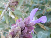 Salvia canariensis 2, Saxifraga-Rutger Barendse