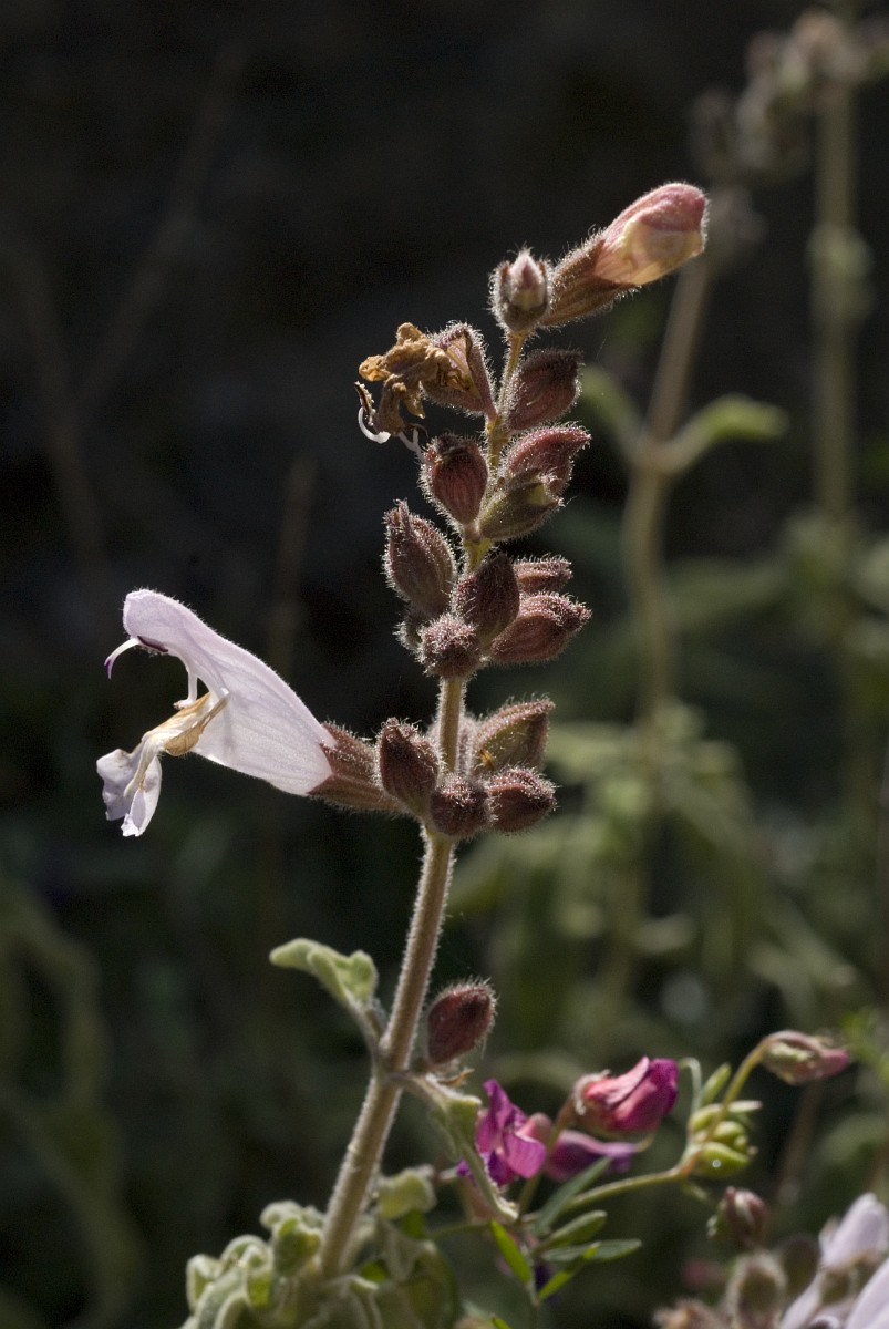 Salvia fruticosa 20 graines