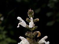 Salvia fruticosa 1, Saxifraga-Jan van der Straaten