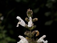 Salvia fruticosa