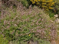 Salvia fruticosa 10, Saxifraga-Harry Jans