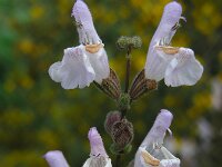 Salvia fruticosa 12, Saxifraga-Ed Stikvoort