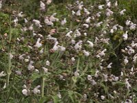 Salvia fruticosa 2, Saxifraga-Jan van der Straaten