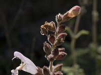 Salvia fruticosa 3, Saxifraga-Jan van der Straaten