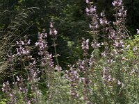 Salvia fruticosa 4, Saxifraga-Jan van der Straaten