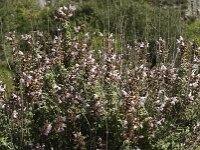 Salvia fruticosa 5, Saxifraga-Jan van der Straaten