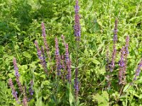 Salvia nemorosa 11, Bossalie, Saxifraga-Rutger Barendse