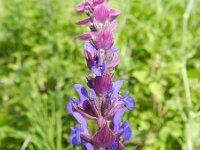 Salvia nemorosa 13, Bossalie, Saxifraga-Rutger Barendse