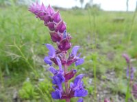Salvia nemorosa 15, Bossalie, Saxifraga-Rutger Barendse