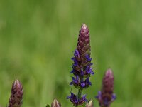Salvia nemorosa 2, Bossalie, Saxifraga-Dirk Hilbers