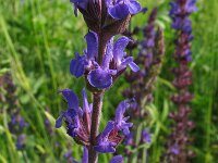 Salvia nemorosa 3, Bossalie, Saxifraga-Rutger Barendse