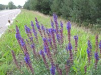 Salvia nemorosa 4, Bossalie, Saxifraga-Rutger Barendse