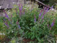 Salvia nemorosa 6, Bossalie, Saxifraga-Ed Stikvoort