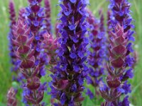 Salvia nemorosa 8, Bossalie, Saxifraga-Ed Stikvoort