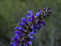 Salvia pratensis, Meadow Clary
