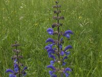 Salvia pratensis 20, Veldsalie, Saxifraga-Jan van der Straaten