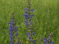 Salvia pratensis 24, Veldsalie, Saxifraga-Jan van der Straaten