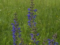 Salvia pratensis 25, Veldsalie, Saxifraga-Jan van der Straaten