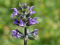 Salvia pratensis 3, Veldsalie, Saxifraga-Jan van der Straaten