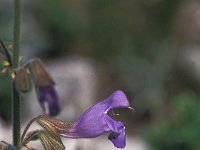 Salvia ringens 1, Saxifraga-Jan van der Straaten
