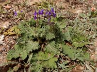 Salvia sclareoides 3, Saxifraga-Ed Stikvoort