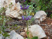 Salvia sclareoides 4, Saxifraga-Ed Stikvoort