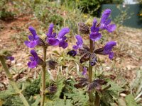 Salvia sclareoides 5, Saxifraga-Ed Stikvoort