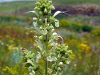 Salvia staminea 2, Saxifraga-Ed Stikvoort