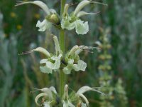 Salvia staminea 3, Saxifraga-Ed Stikvoort