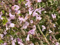Salvia triloba 2, Saxifraga-Harry Jans