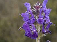 Salvia verbenaca 10, Kleinbloemige salie, Saxifraga-Willem van Kruijsbergen