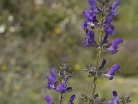 Salvia verbenaca 11, Kleinbloemige salie, Saxifraga-Jan van der Straaten