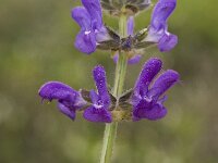 Salvia verbenaca 12, Kleinbloemige salie, Saxifraga-Willem van Kruijsbergen