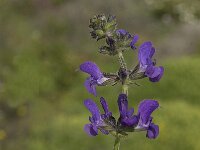 Salvia verbenaca 13, Kleinbloemige salie, Saxifraga-Jan van der Straaten