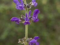 Salvia verbenaca 14, Kleinbloemige salie, Saxifraga-Willem van Kruijsbergen