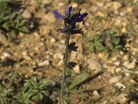 Salvia verbenaca 15, Kleinbloemige salie, Saxifraga-Jan van der Straaten