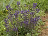 Salvia verbenaca 16, Kleinbloemige salie, Saxifraga-Willem van Kruijsbergen