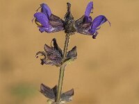 Salvia verbenaca 17, Kleinbloemige salie, Saxifraga-Jan van der Straaten