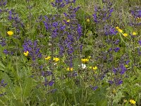 Salvia verbenaca 18, Kleinbloemige salie, Saxifraga-Willem van Kruijsbergen