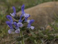 Salvia verbenaca 19, Kleinbloemige salie, Saxifraga-Willem van Kruijsbergen