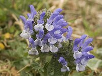 Salvia verbenaca 2, Kleinbloemige salie, Saxifraga-Jan van der Straaten