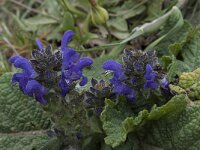 Salvia verbenaca 20, Kleinbloemige salie, Saxifraga-Willem van Kruijsbergen