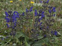 Salvia verbenaca 21, Kleinbloemige salie, Saxifraga-Willem van Kruijsbergen