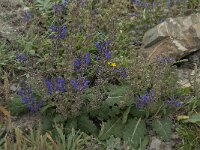 Salvia verbenaca 22, Kleinbloemige salie, Saxifraga-Willem van Kruijsbergen