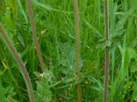 Salvia verbenaca 23, Kleinbloemige salie, Saxifraga-Ed Stikvoort