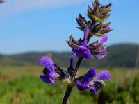 Salvia verbenaca 24, Kleinbloemige salie, Saxifraga-Ed Stikvoort