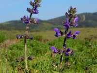 Salvia verbenaca 25, Kleinbloemige salie, Saxifraga-Ed Stikvoort