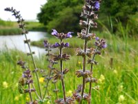 Salvia verbenaca 26, Kleinbloemige salie, Saxifraga-Ed Stikvoort