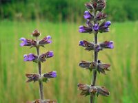 Salvia verbenaca 27, Kleinbloemige salie, Saxifraga-Ed Stikvoort